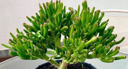 Suculenta ‘orejas de Shrek’: ¿Cómo convertir tu planta en un bonsái?
