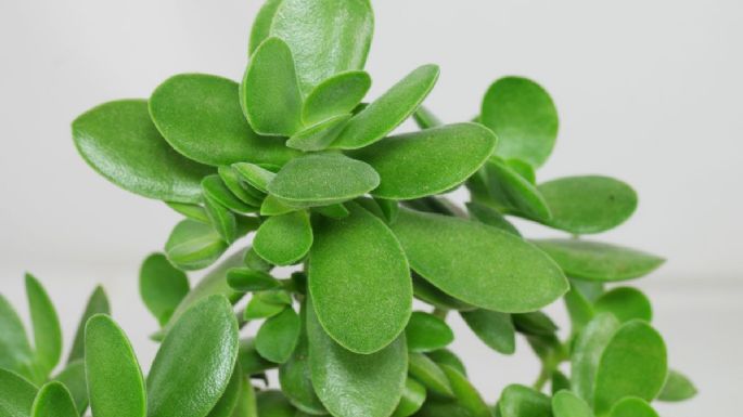 Suculentas de la suerte: ¿Cómo convertir tu planta jade en arbolito de Navidad para atraer dinero?