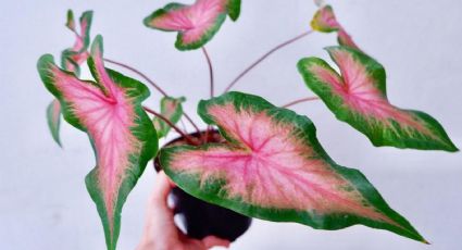 Pink Caladium: Todo sobre la planta de color rosa ideal para decorar tu casa