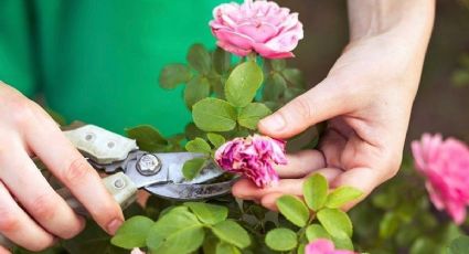 Plantas de sol: 5 cuidados básicos para que las rosas no se sequen y se marchiten