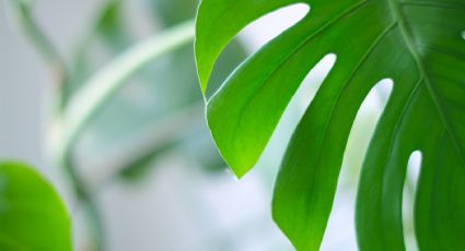 ¿Cómo limpiar las hojas de tus plantas de interior con vinagre y cuáles son sus beneficios?