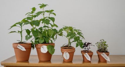 ¿Cómo usar el vinagre en las plantas para que crezcan rápido?