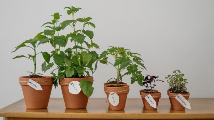 ¿Cómo usar el vinagre en las plantas para que crezcan rápido?
