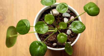 Plantas de la suerte: 3 hierbas aromáticas que sirven para atraer el dinero y la prosperidad