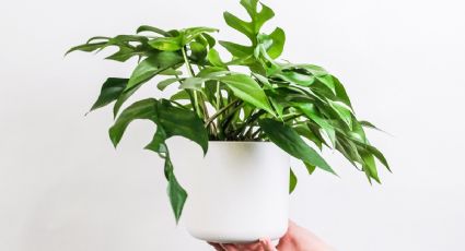 5 hierbas aromáticas que puedes cultivar en una taza para decorar tu habitación y que huela a limpio