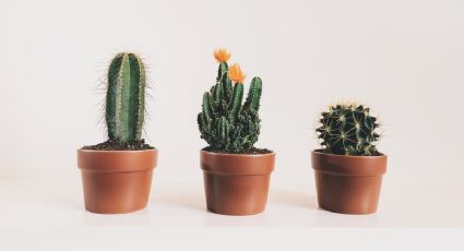 ¿Cómo regar los cactus miniatura? Esta es la mejor manera de hidratarlos sin matarlos