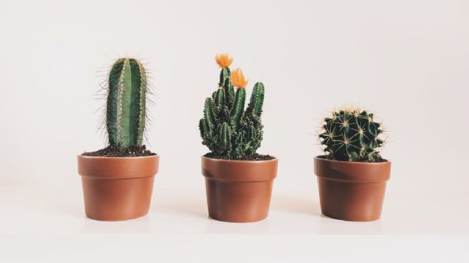 ¿Cómo regar los cactus miniatura? Esta es la mejor manera de hidratarlos sin matarlos