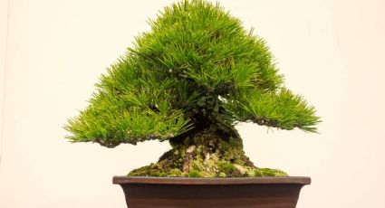 Plantas de la suerte: ¿Dónde colocar el bonsái para atraer dinero según el Feng Shui?