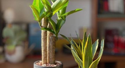 Plantas: ¿Cómo engrosar el tronco del palo de Brasil?