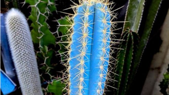 Cactus azul: La decoración más moderna y extravagante que debes tener en tu casa (FOTOS)
