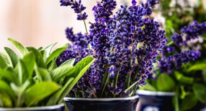 5 plantas aromáticas con beneficios medicinales que son perfectas para decorar tu baño