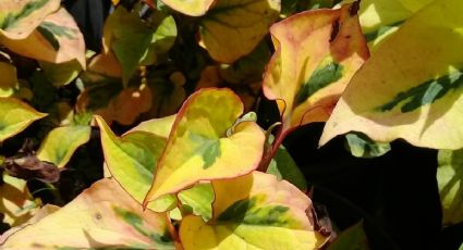 3 cosas que provocan que les salgan hojas amarillas a tus plantas
