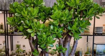 Abono para plantas: ¿Cómo hacer que el árbol de jade crezca más RÁPIDO con yogurt?