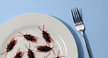 ¿Cómo ahuyentar las cucarachas de tu hogar con aceite esencial de orégano y un ingrediente de cocina?