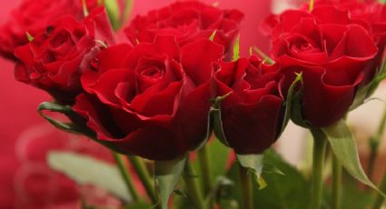 Rosales: Enraizante casero con 2 ingredientes para hacer florecer tu planta en pocos días