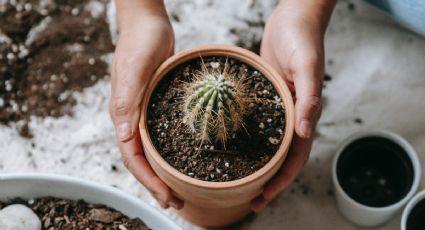 Jardinería: ¿Cómo revivir un cactus podrido con 1 ingrediente de cocina?