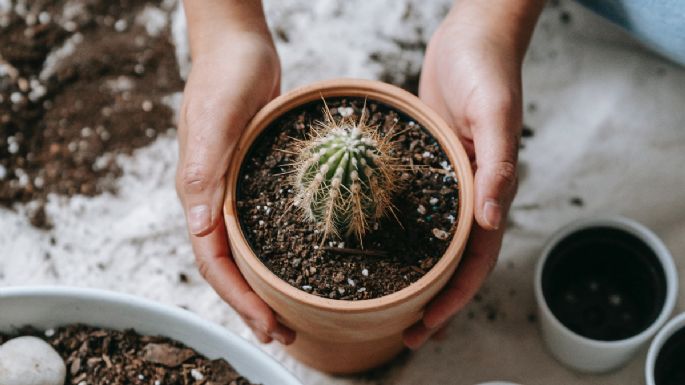Jardinería: ¿Cómo revivir un cactus podrido con 1 ingrediente de cocina?