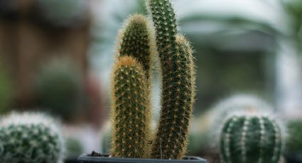 Jardinería: 4 pasos FÁCILES para trasplantar un cactus en maceta