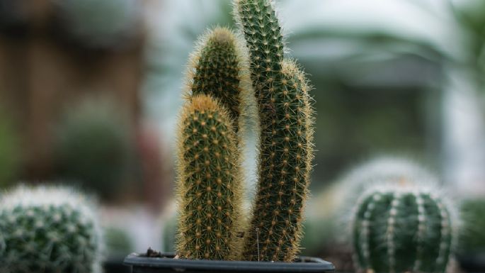 Jardinería: 4 pasos FÁCILES para trasplantar un cactus en maceta