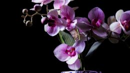 Haz que las orquídeas den flores RÁPIDO con 1 ingrediente de tu baño