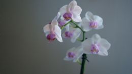 Orquídeas: El truco con plátano para que produzcan más flores