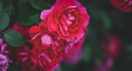 ¿Cómo cultivar rosas en agua? El truco más fácil para reproducir estas flores