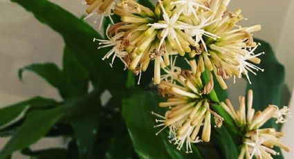 Jardinería: ¿Cómo hacer florecer el palo de Brasil?
