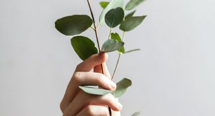 Plantas: 5 usos y beneficios del eucalipto en la salud, belleza y limpieza de la casa