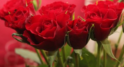 Plantas: ¿Cómo hacer un kokedama de rosas para decorar tu casa?