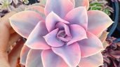 3 plantas rosas ideales para regalarle a mamá el 10 de mayo