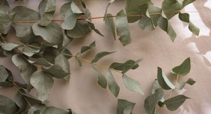 Plantas medicinales: ¿Para qué sirve el eucalipto y qué beneficios tiene en la salud?