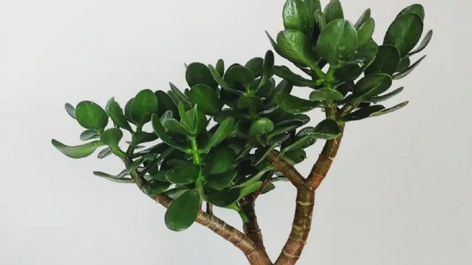 Plantas: ¿Cómo engrosar el tronco del árbol de jade para que crezca más rápido?