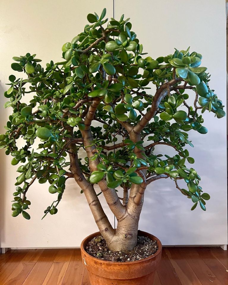 árbol de jade