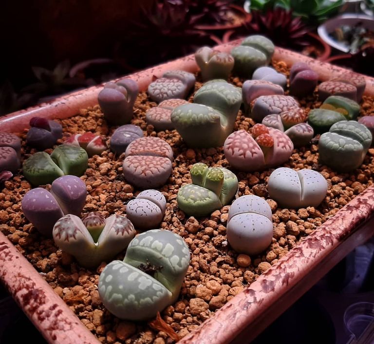 cactus lithops