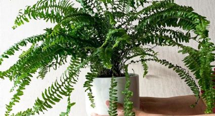 3 plantas de hojas verdes que refrescan tu casa y combaten la ola de calor