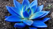 Plantas: ¿Cómo hacer suculentas azules? Truco FÁCIL para cambiar su color SIN dañarlas