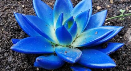 Plantas: ¿Cómo hacer suculentas azules? Truco FÁCIL para cambiar su color SIN dañarlas