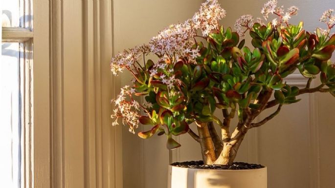 Suculentas: ¿Cómo hacer un bonsái con árbol de jade para atraer dinero y fortuna?