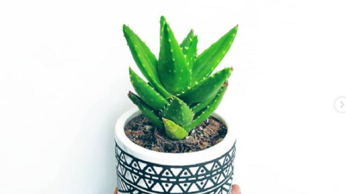 Plantas: 5 cuidados básicos para el aloe vera brevifolia, la suculenta tipo cactus más RESISTENTE