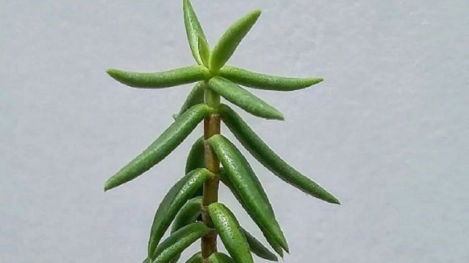Suculenta Crassula Tetragona: El pino miniatura perfecto para decorar casas y departamentos pequeños (CUIDADOS y REPRODUCCIÓN)