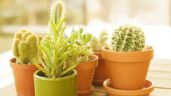¿Cuándo se puede cambiar de maceta un cactus? 3 pasos para trasplantarlo en otoño