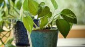 ¿Qué plantas son mejores para interiores? 3 plantas de sombra que necesitan pocos cuidados
