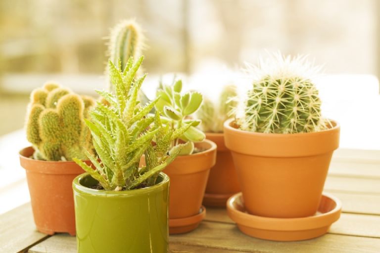 Cactus miniatura 