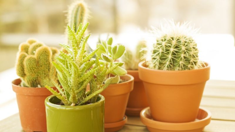 Jardinería: Prepara el MEJOR abono mineral para que tus suculentas y cactus crezcan en UN MES