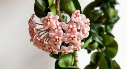 5 suculentas colgantes con flores que son perfectas para regalar a mamá