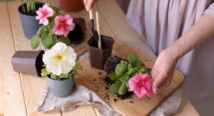 Jardinería: ¿Qué plantas NO se pueden poner juntas porque se secan y mueren?