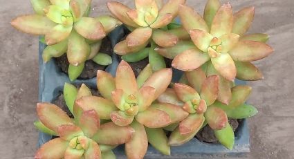Plantas: ¿Cómo revivir las suculentas cuando tienen las hojas color amarillo y café?