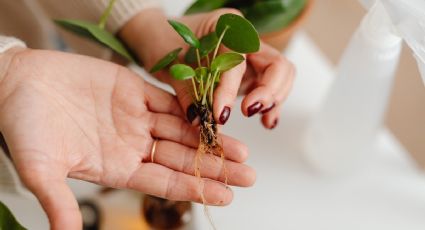 3 remedios caseros para que le salgan RAÍCES a tus plantas RÁPIDAMENTE