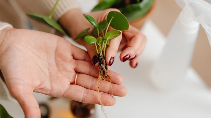 3 remedios caseros para que le salgan RAÍCES a tus plantas RÁPIDAMENTE