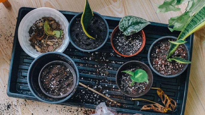 Jardinería en casa: Abono para plantas de interior con ingredientes de tu cocina